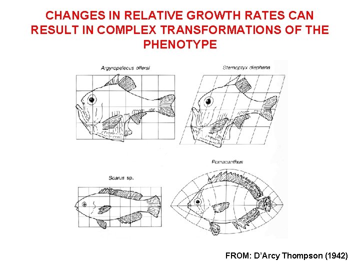 CHANGES IN RELATIVE GROWTH RATES CAN RESULT IN COMPLEX TRANSFORMATIONS OF THE PHENOTYPE FROM: