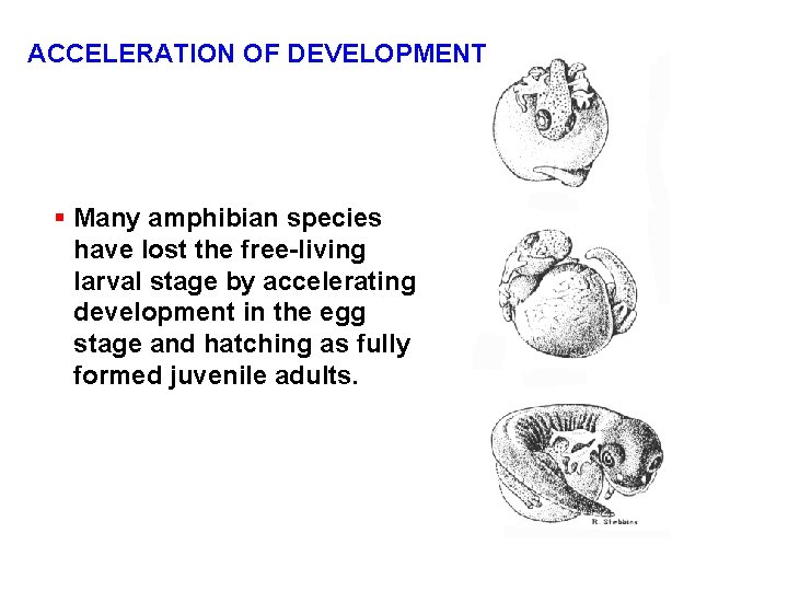 ACCELERATION OF DEVELOPMENT § Many amphibian species have lost the free-living larval stage by