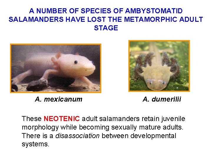 A NUMBER OF SPECIES OF AMBYSTOMATID SALAMANDERS HAVE LOST THE METAMORPHIC ADULT STAGE A.