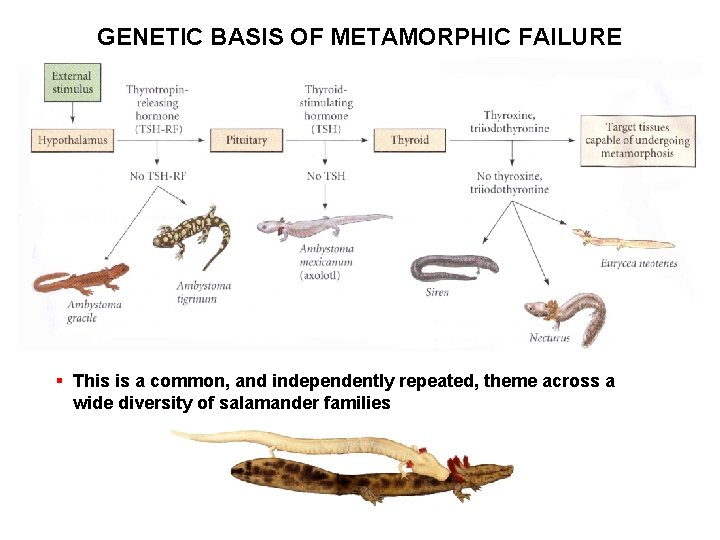 GENETIC BASIS OF METAMORPHIC FAILURE § This is a common, and independently repeated, theme