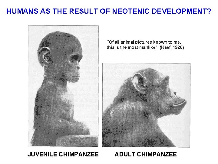 HUMANS AS THE RESULT OF NEOTENIC DEVELOPMENT? JUVENILE CHIMPANZEE ADULT CHIMPANZEE 