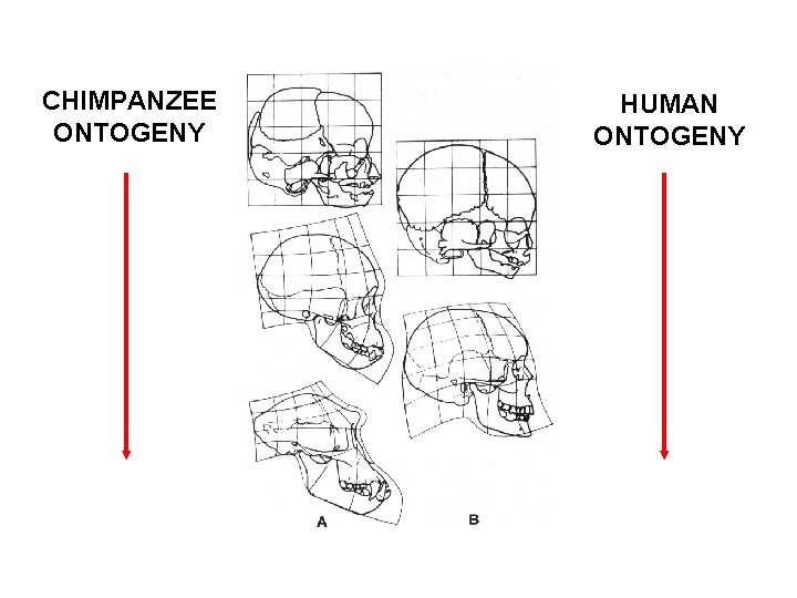 CHIMPANZEE ONTOGENY HUMAN ONTOGENY 