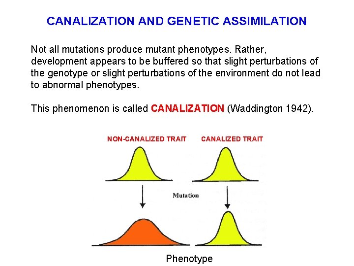 CANALIZATION AND GENETIC ASSIMILATION Not all mutations produce mutant phenotypes. Rather, development appears to