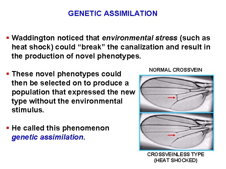 GENETIC ASSIMILATION § Waddington noticed that environmental stress (such as heat shock) could “break”