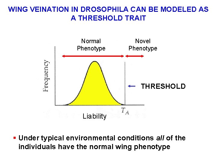 WING VEINATION IN DROSOPHILA CAN BE MODELED AS A THRESHOLD TRAIT Normal Phenotype Novel