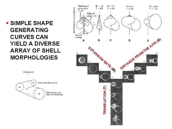 EX E PA NS IO N E RA TE TRANSLATION (T) § SIMPLE SHAPE