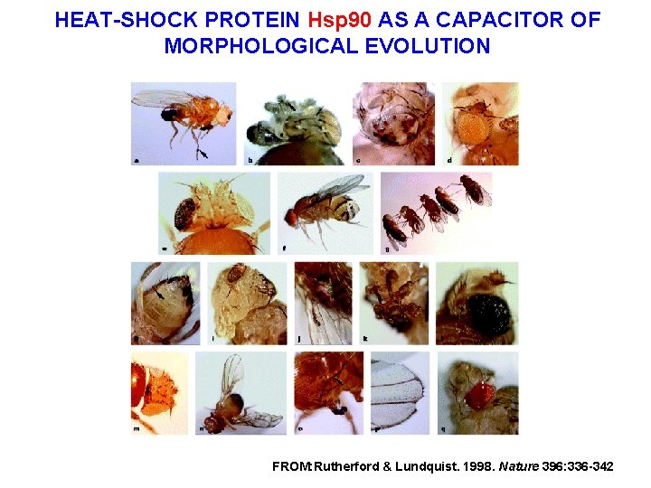 HEAT-SHOCK PROTEIN Hsp 90 AS A CAPACITOR OF MORPHOLOGICAL EVOLUTION FROM: Rutherford & Lundquist.