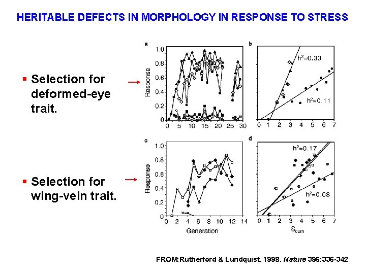 HERITABLE DEFECTS IN MORPHOLOGY IN RESPONSE TO STRESS § Selection for deformed-eye trait. §