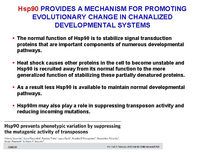 Hsp 90 PROVIDES A MECHANISM FOR PROMOTING EVOLUTIONARY CHANGE IN CHANALIZED DEVELOPMENTAL SYSTEMS §