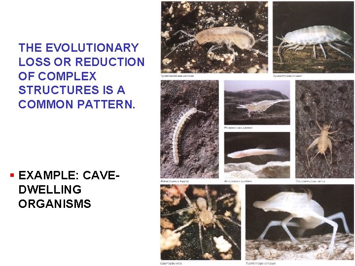 THE EVOLUTIONARY LOSS OR REDUCTION OF COMPLEX STRUCTURES IS A COMMON PATTERN. § EXAMPLE:
