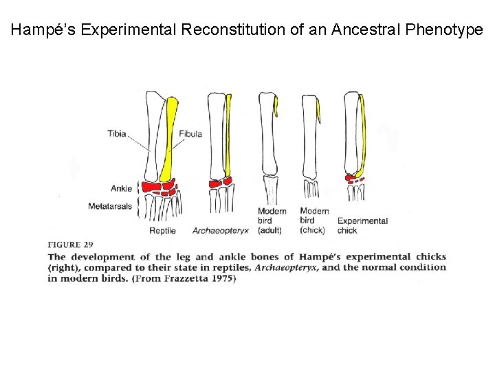 Hampé’s Experimental Reconstitution of an Ancestral Phenotype 