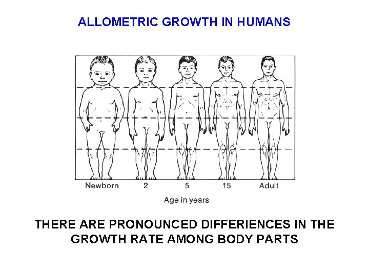 ALLOMETRIC GROWTH IN HUMANS THERE ARE PRONOUNCED DIFFERIENCES IN THE GROWTH RATE AMONG BODY