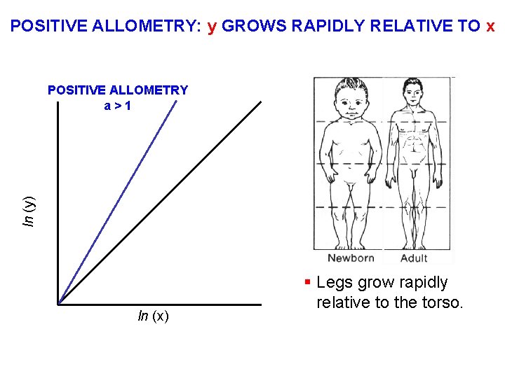 POSITIVE ALLOMETRY: y GROWS RAPIDLY RELATIVE TO x ln (y) POSITIVE ALLOMETRY a>1 ln