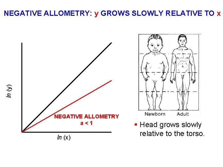 ln (y) NEGATIVE ALLOMETRY: y GROWS SLOWLY RELATIVE TO x NEGATIVE ALLOMETRY a<1 ln