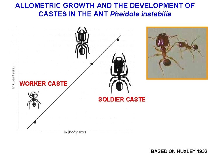 ALLOMETRIC GROWTH AND THE DEVELOPMENT OF CASTES IN THE ANT Pheidole instabilis WORKER CASTE