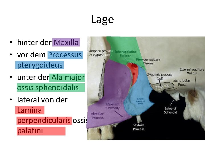 Lage • hinter der Maxilla • vor dem Processus pterygoideus • unter der Ala