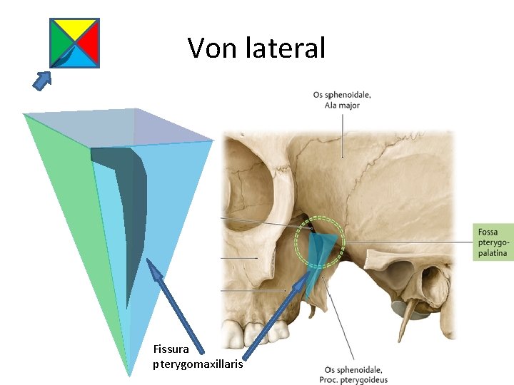 Von lateral Fissura pterygomaxillaris 