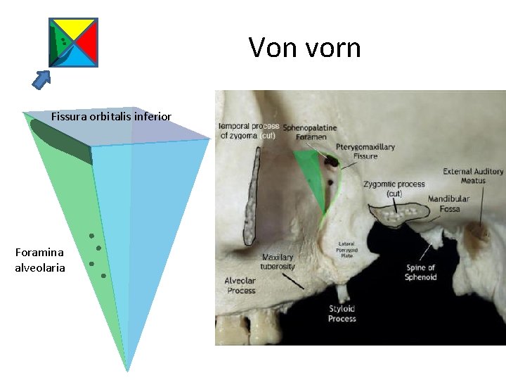 Von vorn Fissura orbitalis inferior Foramina alveolaria 