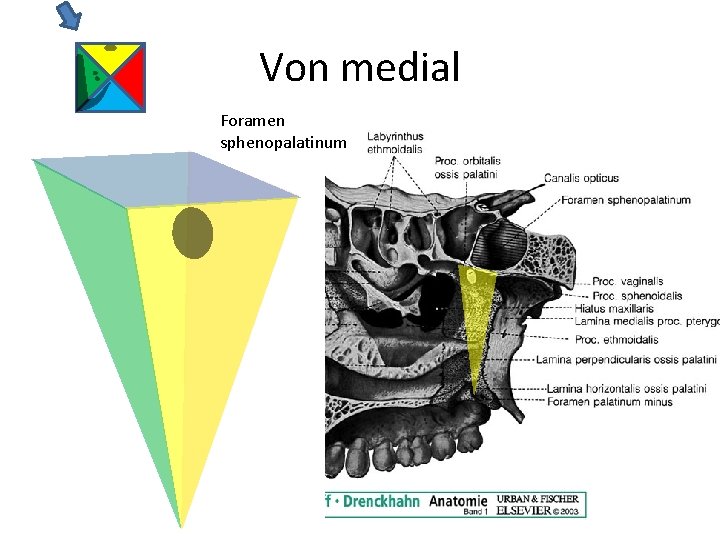 Von medial Foramen sphenopalatinum 