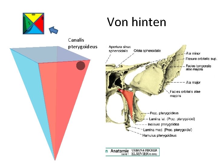 Von hinten Canalis pterygoideus 