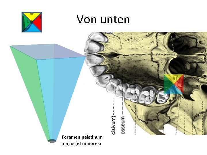 Von unten Foramen palatinum majus (et minores) 