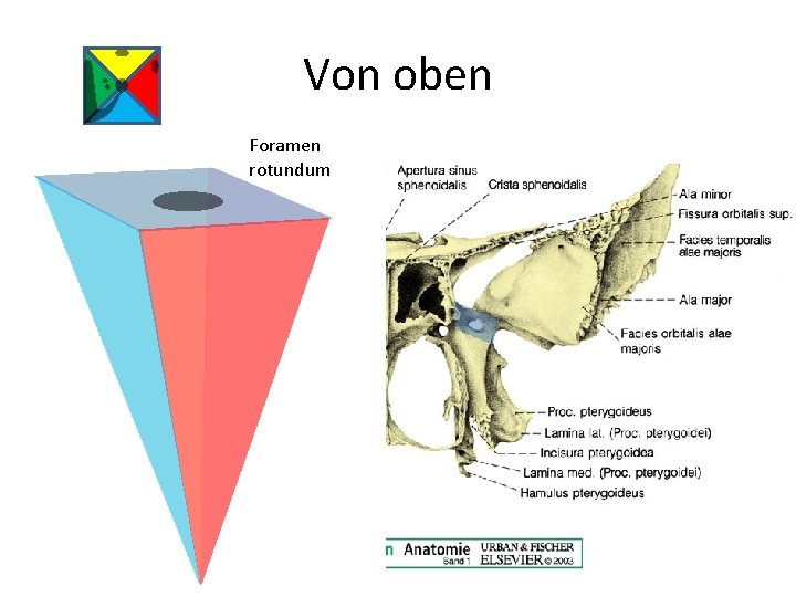 Von oben Foramen rotundum 