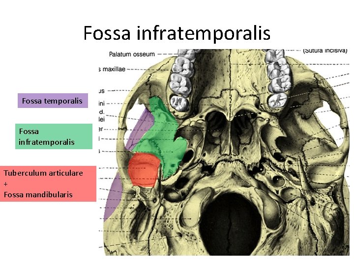 Fossa infratemporalis Tuberculum articulare + Fossa mandibularis 