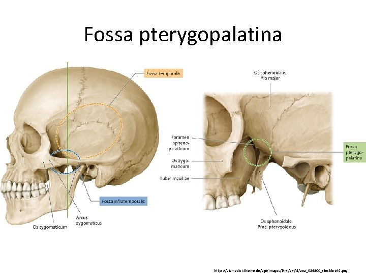 Fossa pterygopalatina https: //viamedici. thieme. de/api/images/l/r/i/e/f/1/ana_014100_steckbrief 1. png 