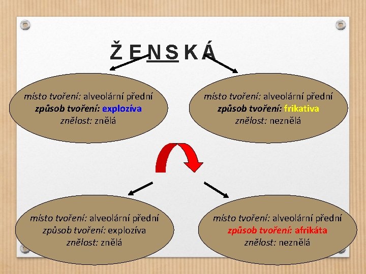 Ž E NS KÁ místo tvoření: alveolární přední způsob tvoření: explozíva znělost: znělá místo