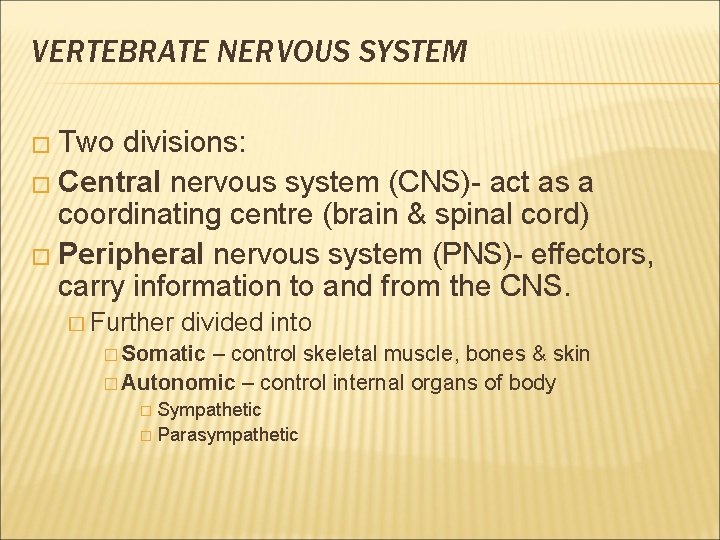 THE NERVOUS SYSTEM VERTEBRATE NERVOUS SYSTEM Two divisions