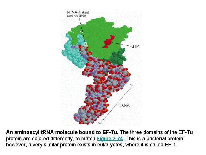 An aminoacyl t. RNA molecule bound to EF-Tu. The three domains of the EF-Tu