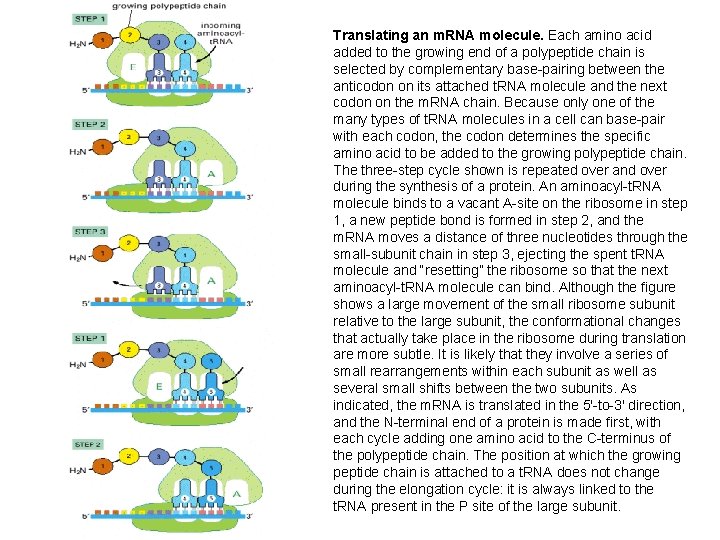 Translating an m. RNA molecule. Each amino acid added to the growing end of