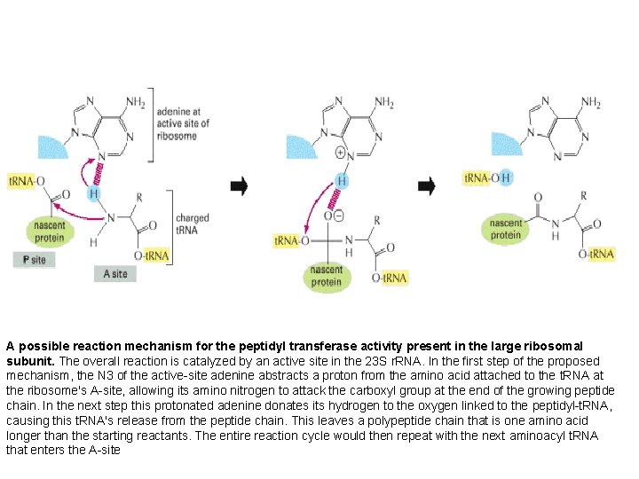 A possible reaction mechanism for the peptidyl transferase activity present in the large ribosomal