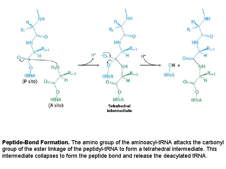 Peptide-Bond Formation. The amino group of the aminoacyl-t. RNA attacks the carbonyl group of