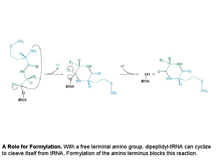 A Role for Formylation. With a free terminal amino group, dipeptidyl-t. RNA can cyclize