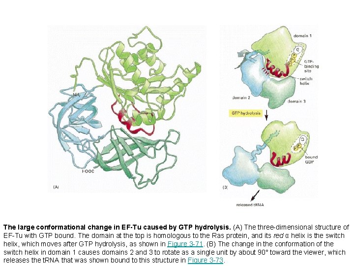 The large conformational change in EF-Tu caused by GTP hydrolysis. (A) The three-dimensional structure