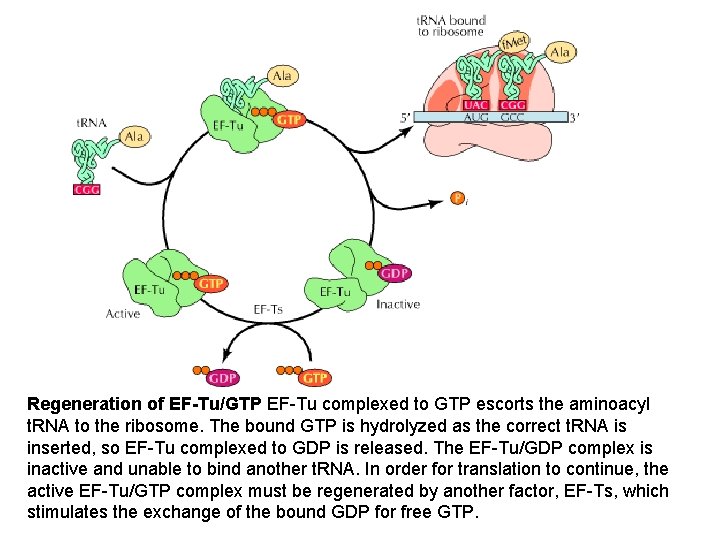 Regeneration of EF-Tu/GTP EF-Tu complexed to GTP escorts the aminoacyl t. RNA to the