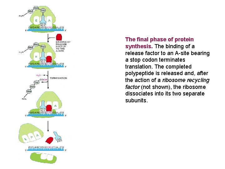 The final phase of protein synthesis. The binding of a release factor to an