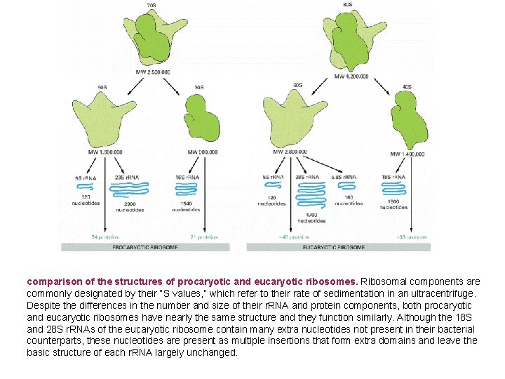 comparison of the structures of procaryotic and eucaryotic ribosomes. Ribosomal components are commonly designated