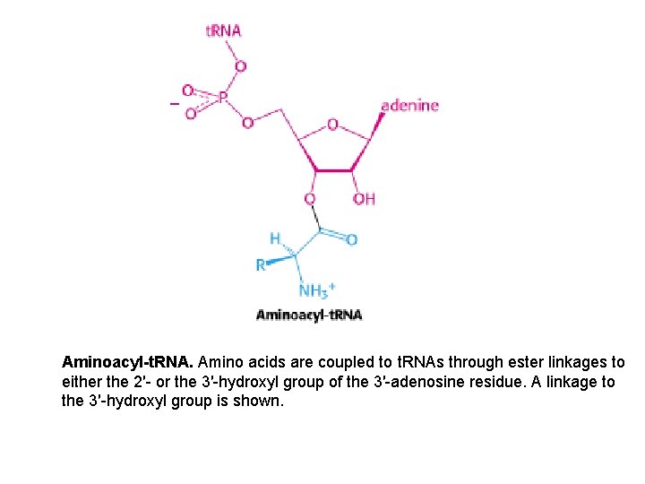 Aminoacyl-t. RNA. Amino acids are coupled to t. RNAs through ester linkages to either