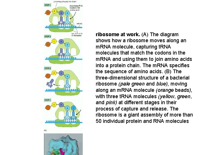 ribosome at work. (A) The diagram shows how a ribosome moves along an m.