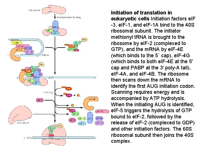 Initiation of translation in eukaryotic cells Initiation factors e. IF -3, e. IF-1, and