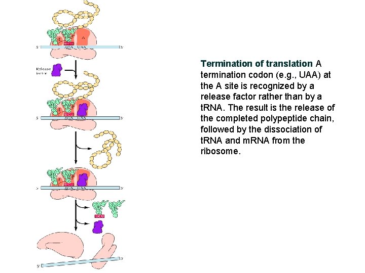Termination of translation A termination codon (e. g. , UAA) at the A site