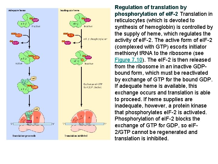 Regulation of translation by phosphorylation of e. IF-2 Translation in reticulocytes (which is devoted