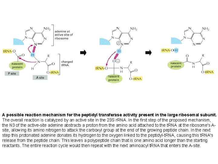 A possible reaction mechanism for the peptidyl transferase activity present in the large ribosomal