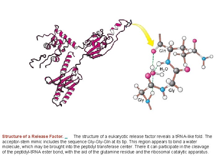 Structure of a Release Factor. The structure of a eukaryotic release factor reveals a