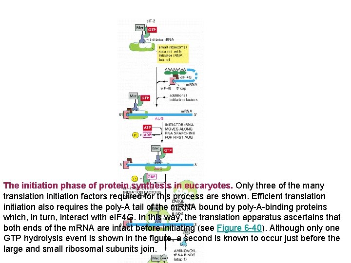 The initiation phase of protein synthesis in eucaryotes. Only three of the many translation
