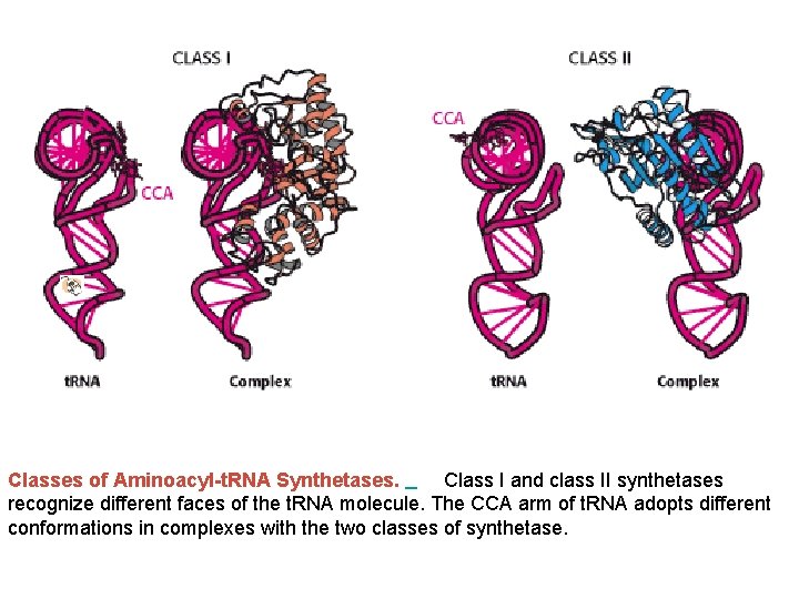 Classes of Aminoacyl-t. RNA Synthetases. Class I and class II synthetases recognize different faces