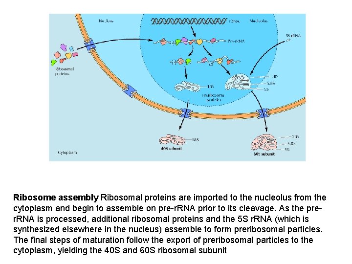 Ribosome assembly Ribosomal proteins are imported to the nucleolus from the cytoplasm and begin