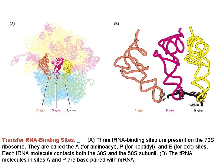 Transfer RNA-Binding Sites. (A) Three t. RNA-binding sites are present on the 70 S